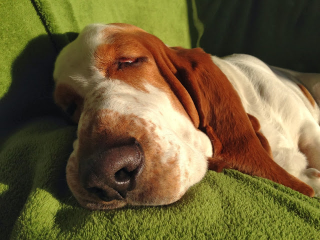 Illustration for article titled All 2013 Lazy HAL The Basset Hound Charmed Me To Death